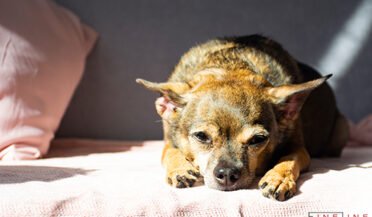 A dog inside a house