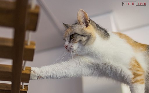 Cat Friendly Interior Design with Ladder